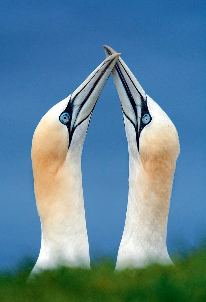 A pair of gannets 