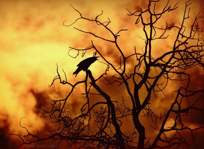 Black crow on Poplar tree