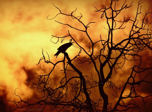 Black crow on Poplar tree
