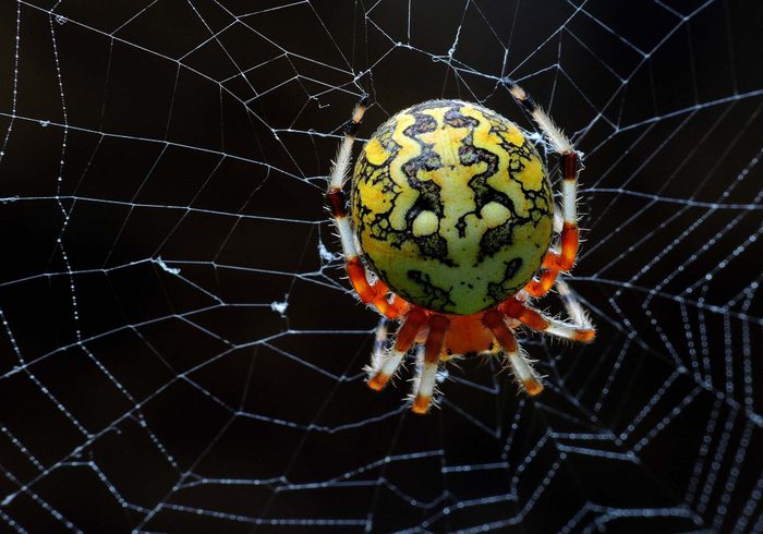 Scary spider on spiderweb