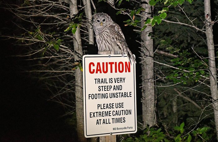 Owl sitting on caution sign at night