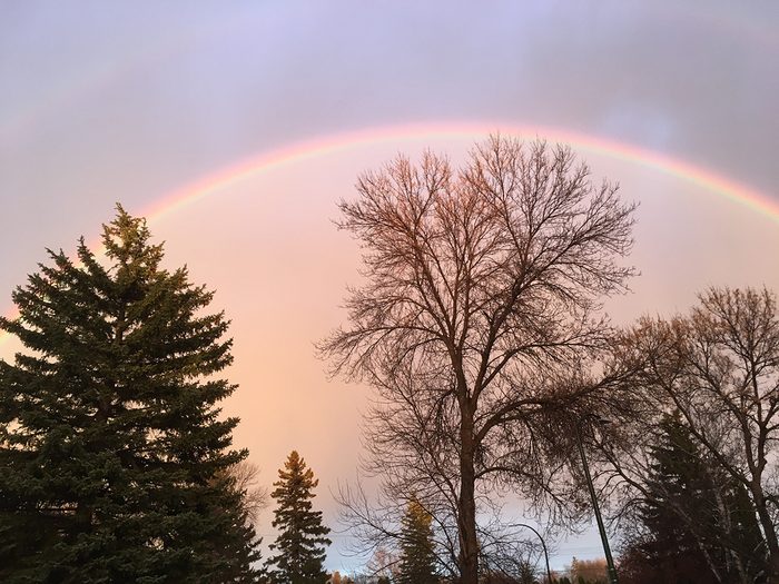 Rainbow pictures - treetops in Winnipeg