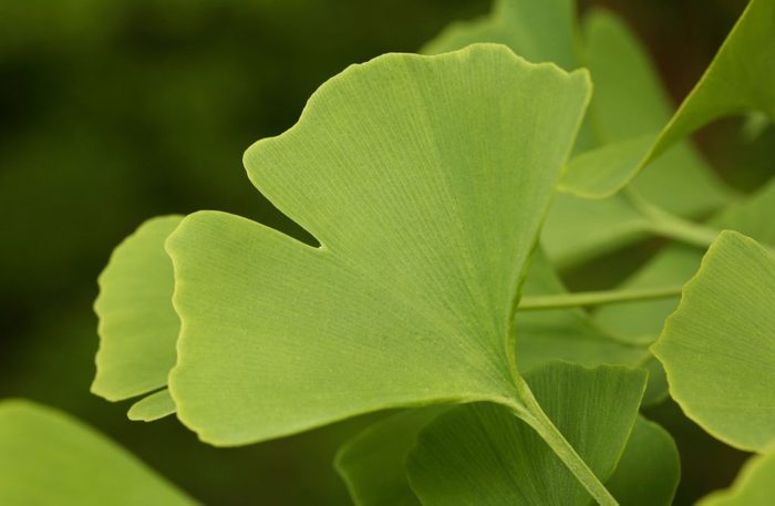 Ginkgo can help treat chronic fatigue syndrome