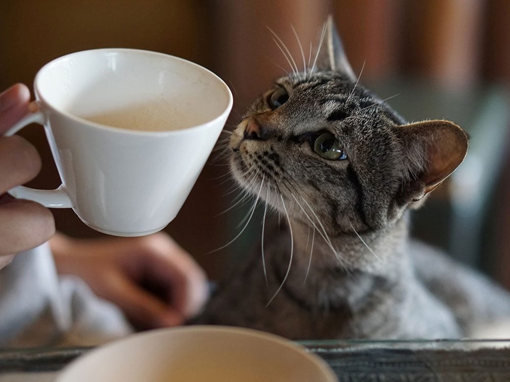 Cat sniffing coffee cup
