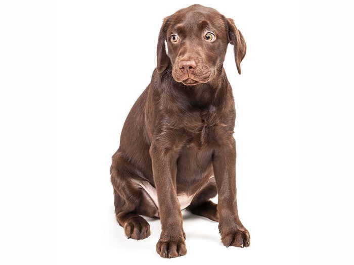 Guilty looking chocolate lab puppy
