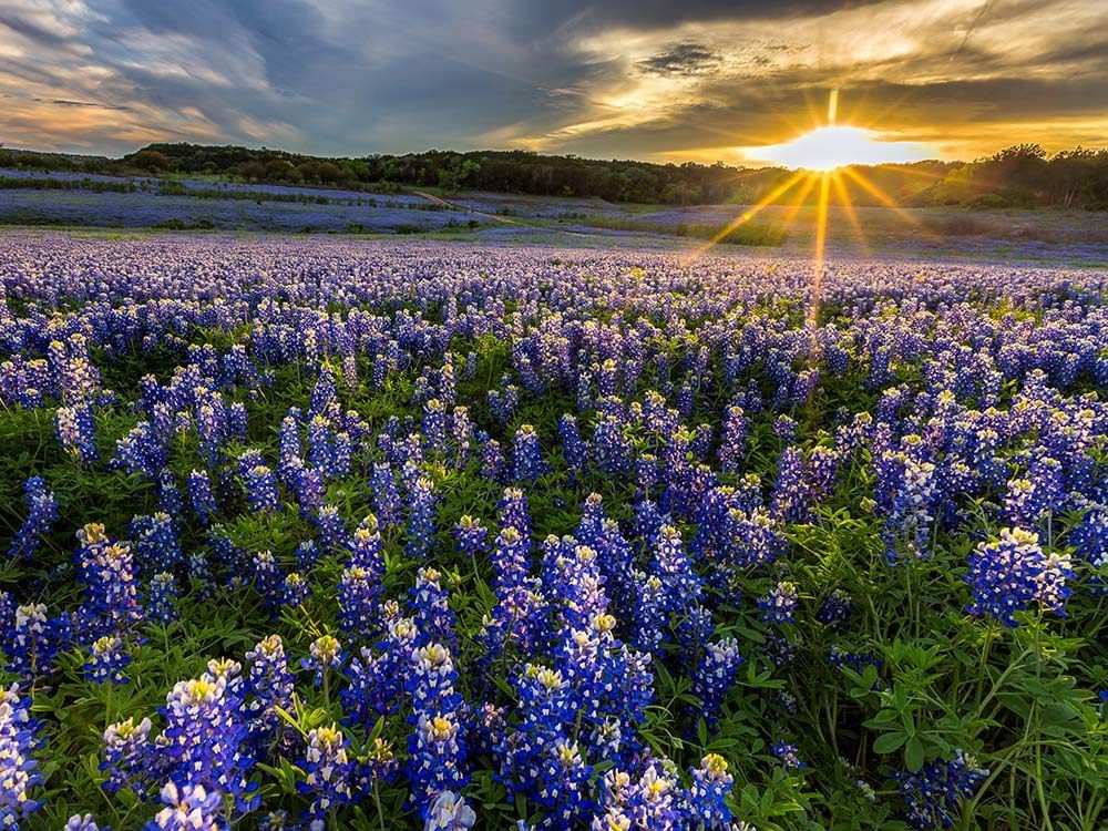 Bluebonnets in Ennis, Texas