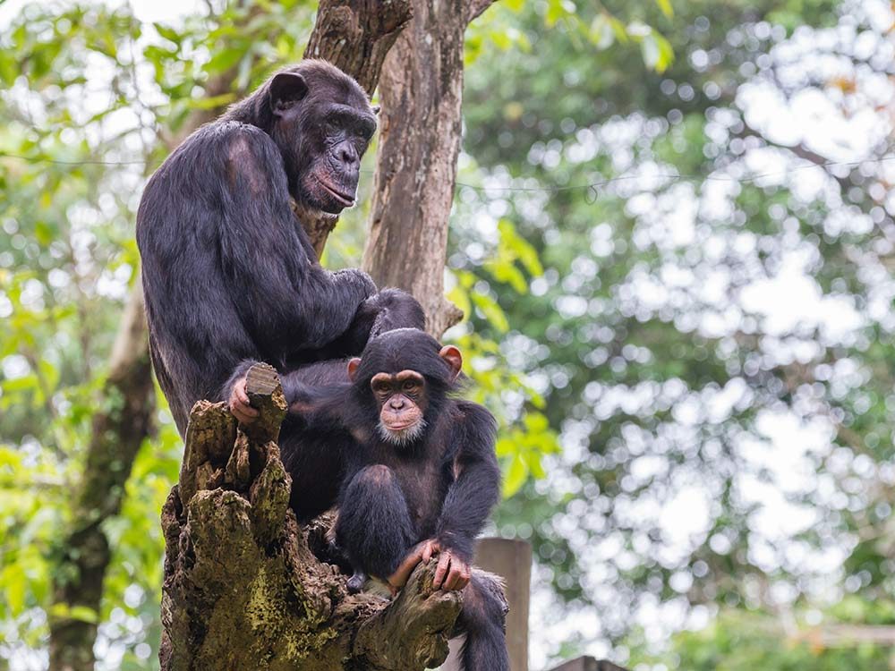 Chimpanzees on a tree