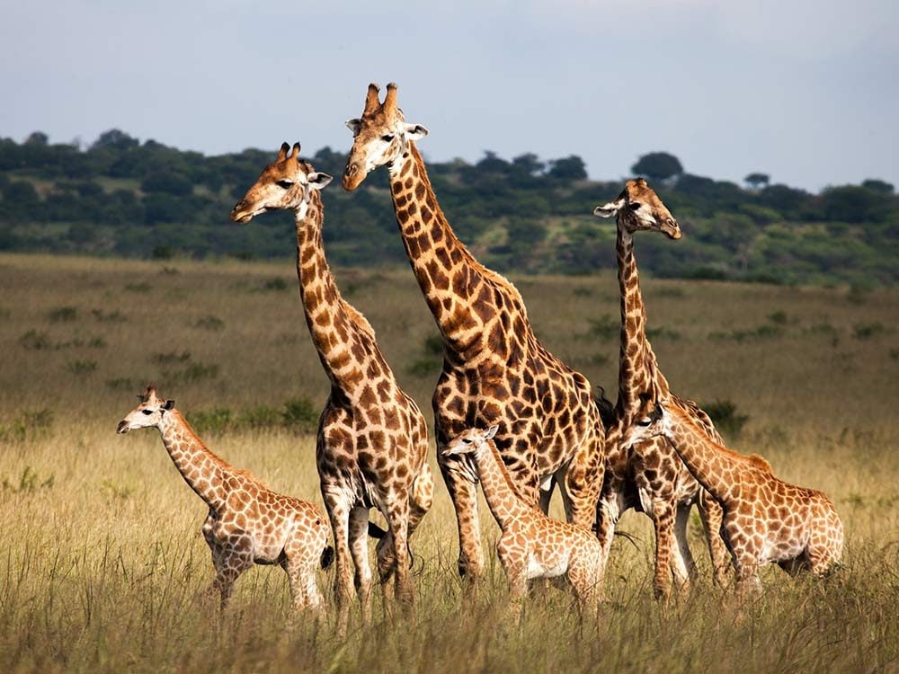 Family of giraffes in Africa