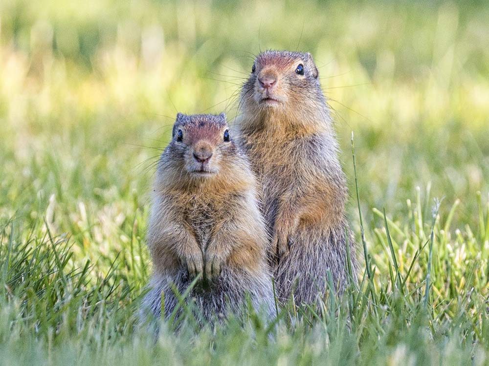Two ground squirrels