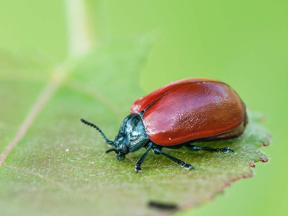 Scarab beetle on a leaf