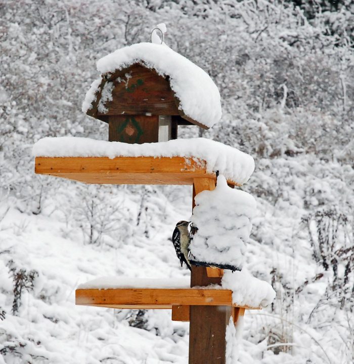 Handmade bird feeder outside in winter with woodpecker