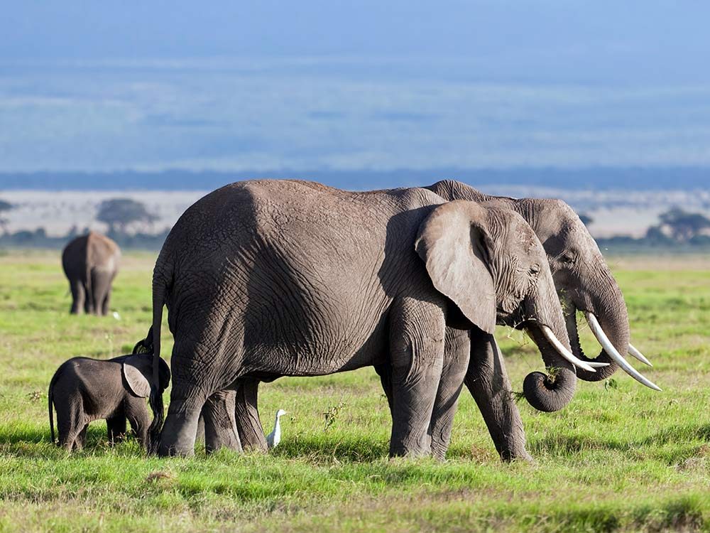 Elephants in the safari