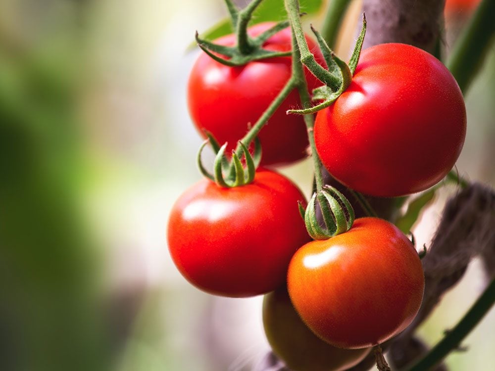 Red tomatoes on vine