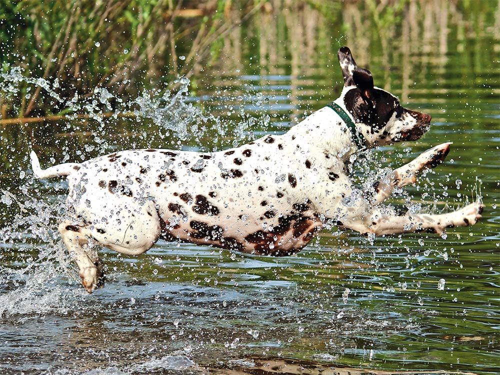White dog with back spots running in pond