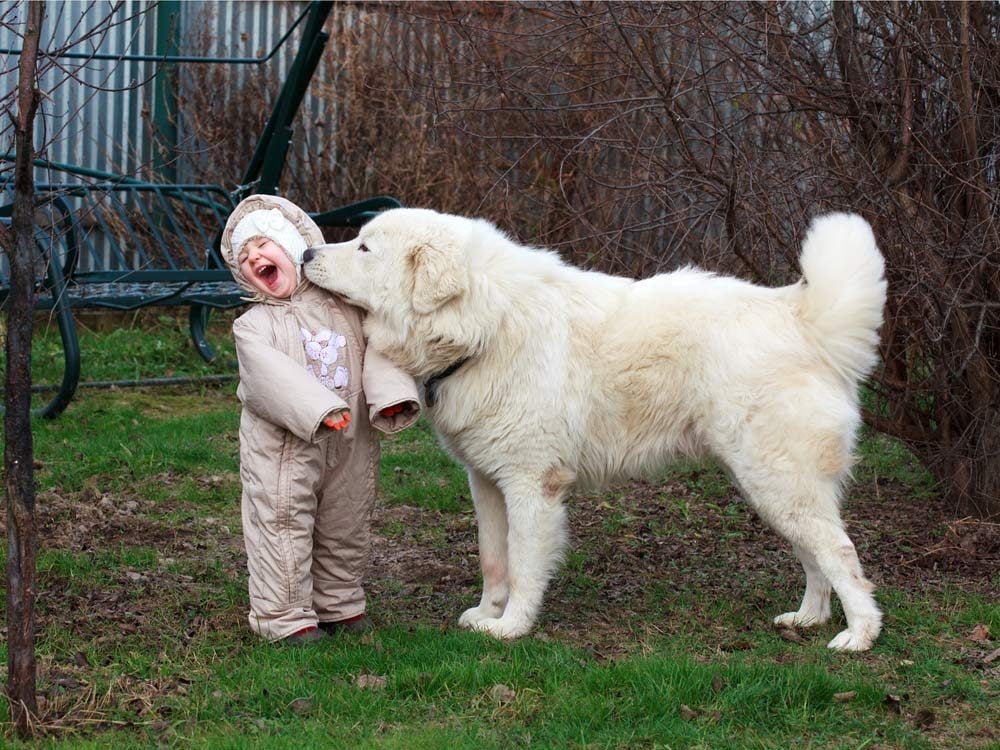 Large dogs are patient