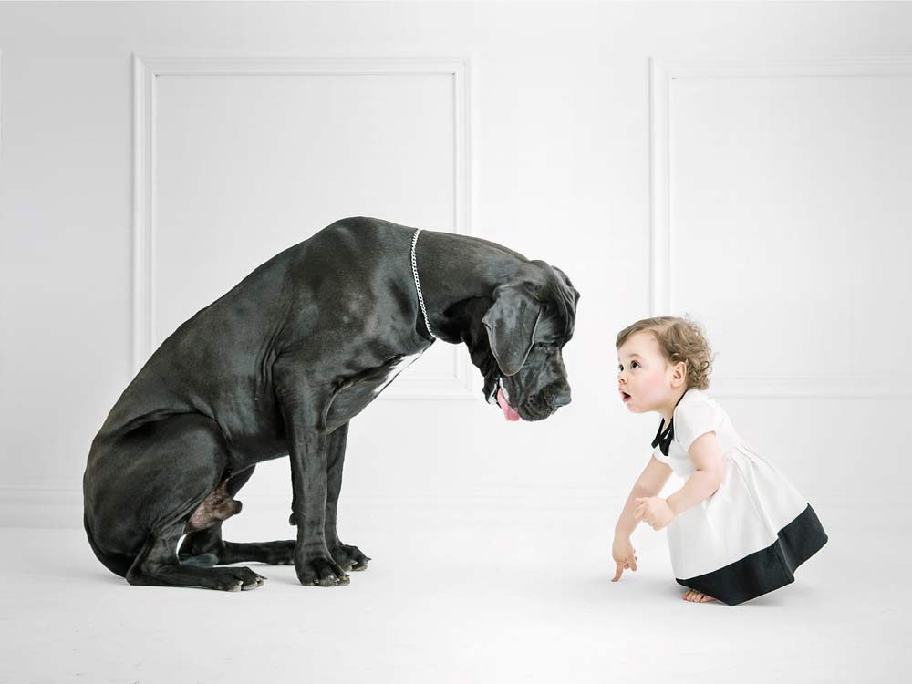 Big dogs have surprising self-control