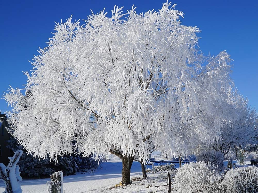 Tree covered in frozen snow in winter