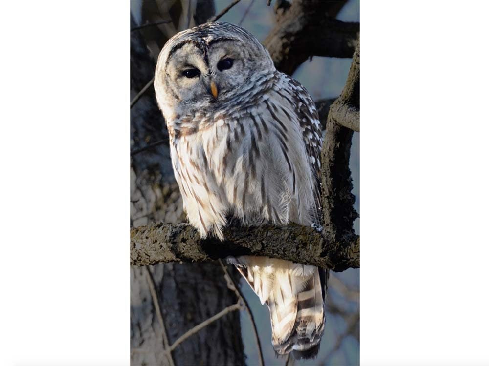 Barred owl in Rattray Marsh, Mississauga, Ontario