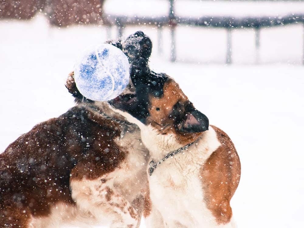 Two Saint Bernard dogs playing with a ball on a snowy field
