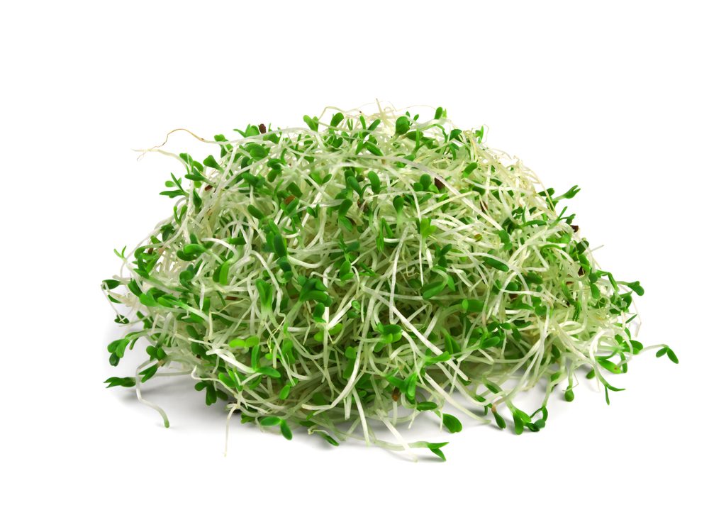 alfalfa-sprouts