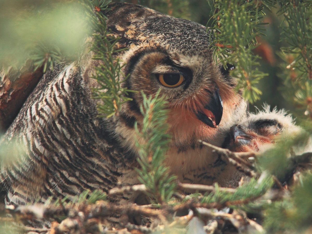 Horned owl and her young one