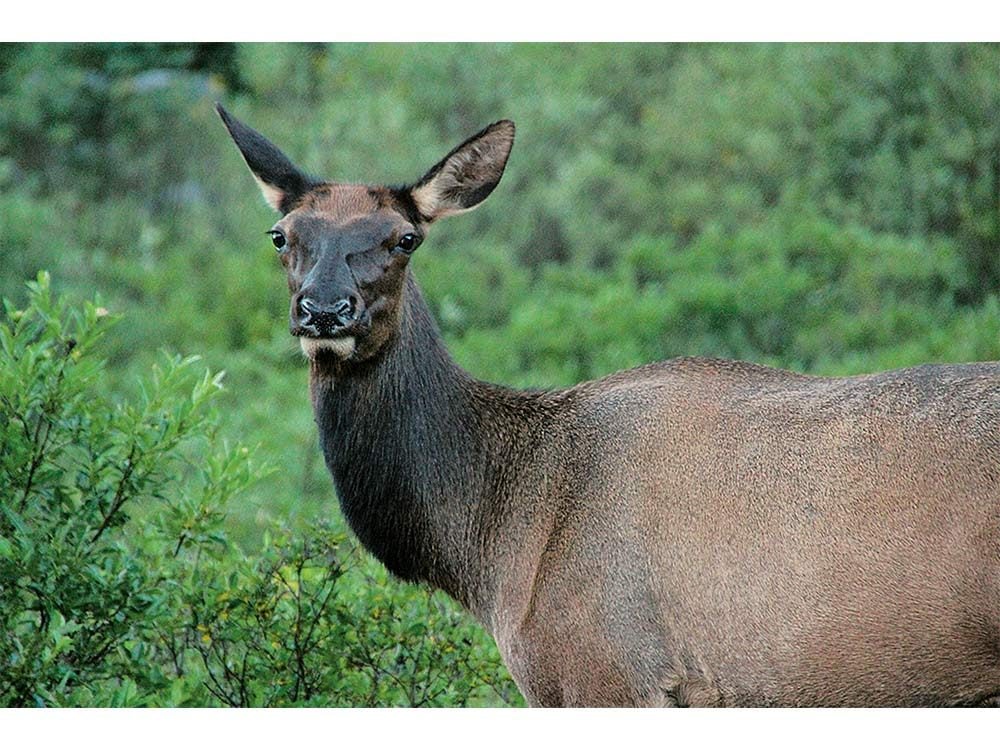 Female elk