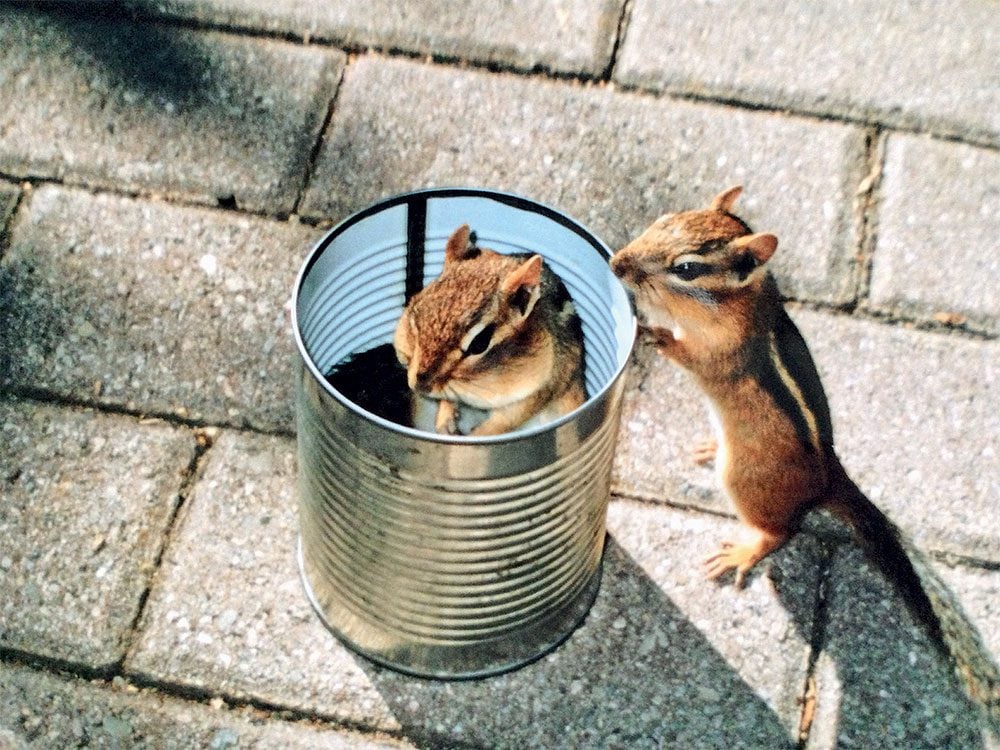 Chipmunks in a can
