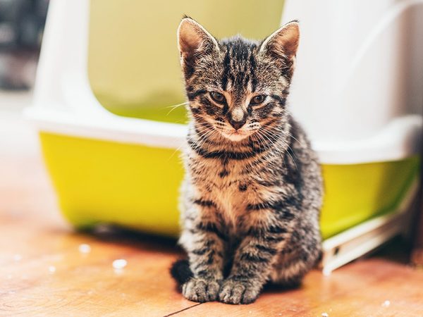 The Cat Whisperer 7 Mistakes Cat Owners Make (And How to Fix Them)