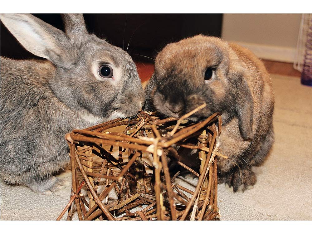 Two furry rabbits