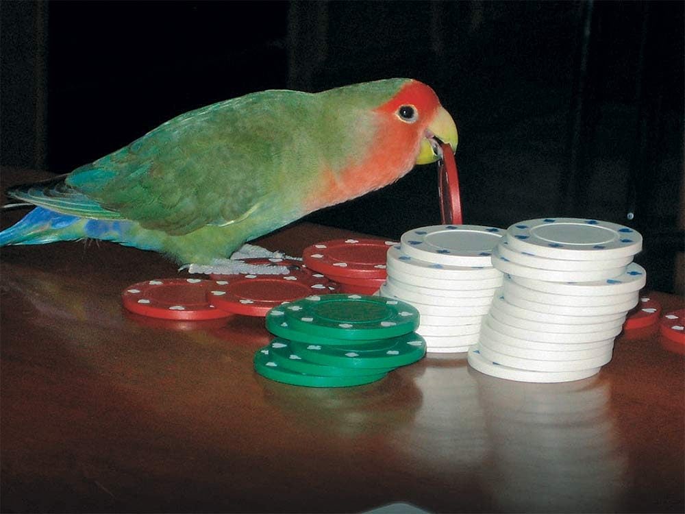 Bird playing with poker chips