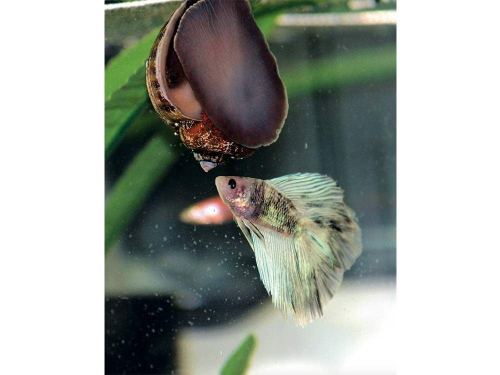 Snail and beta fish in aquarium