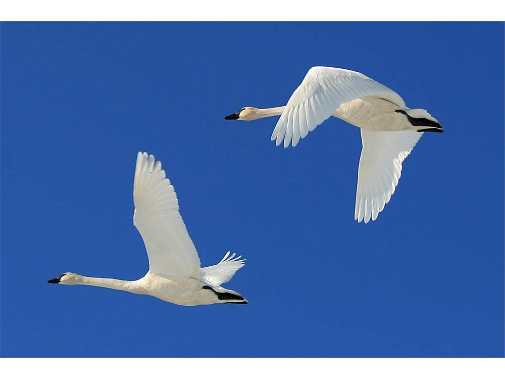 on the move - Trumpeter swans