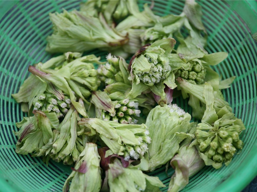 Butterbur is a natural allergy remedy that provides relief
