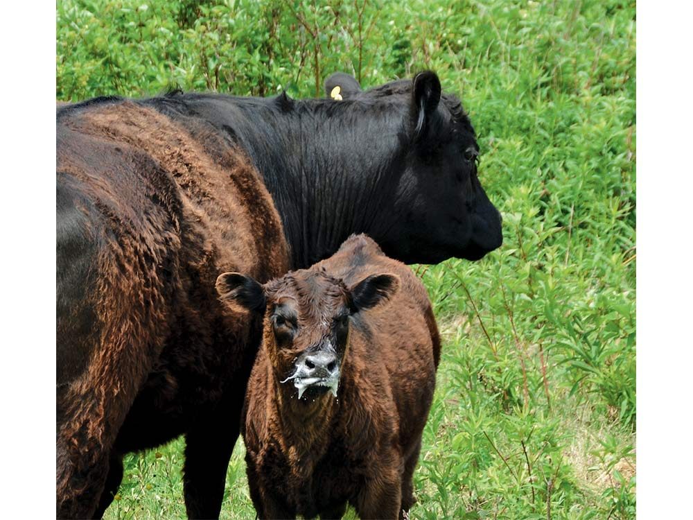 Cow and calf on farm