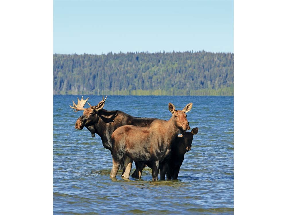 Moose sighting in Prince Albert