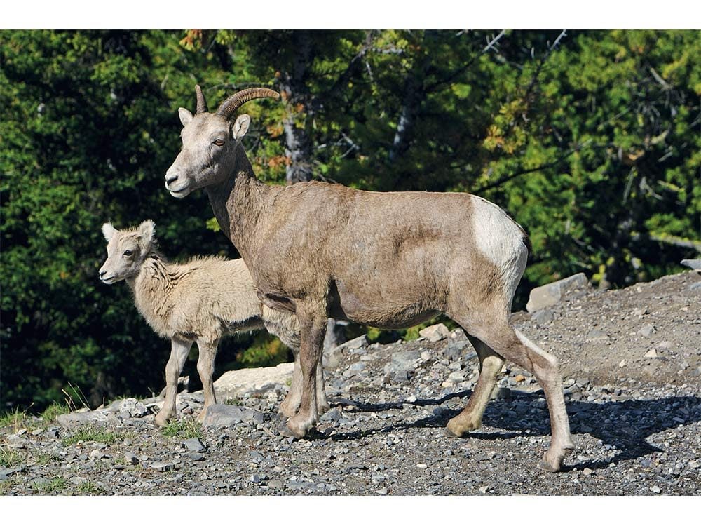 Mountain sheep in Banff National Park
