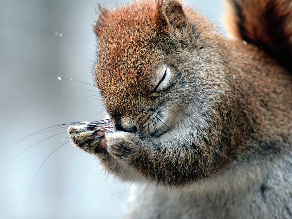 Red squirrel praying