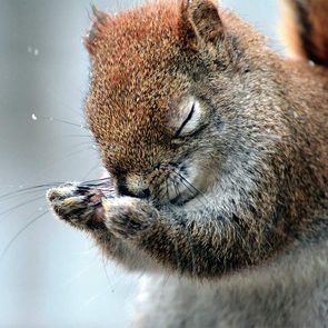 Funny Canadian animals - Red squirrel praying