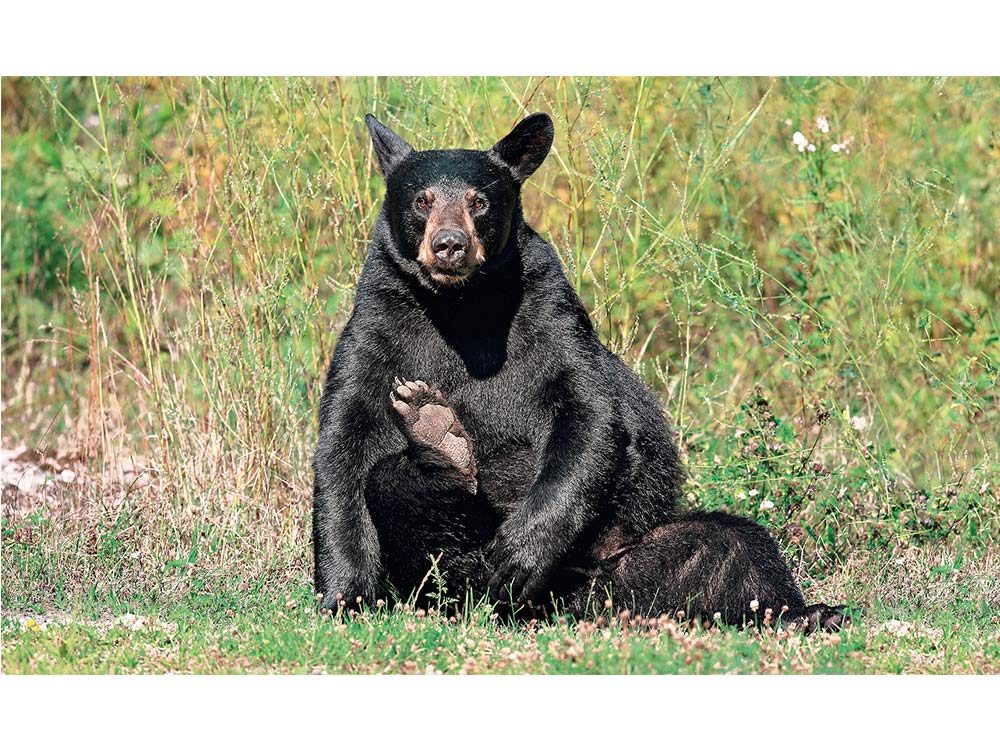 Funny Canadian animals - Wild black bear