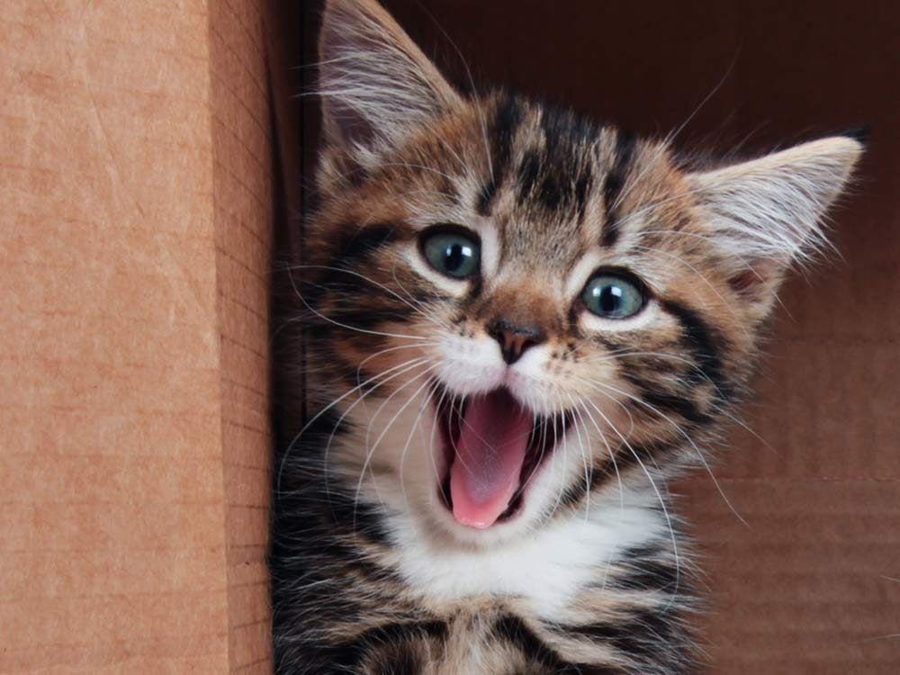 Smiling tabby kitten