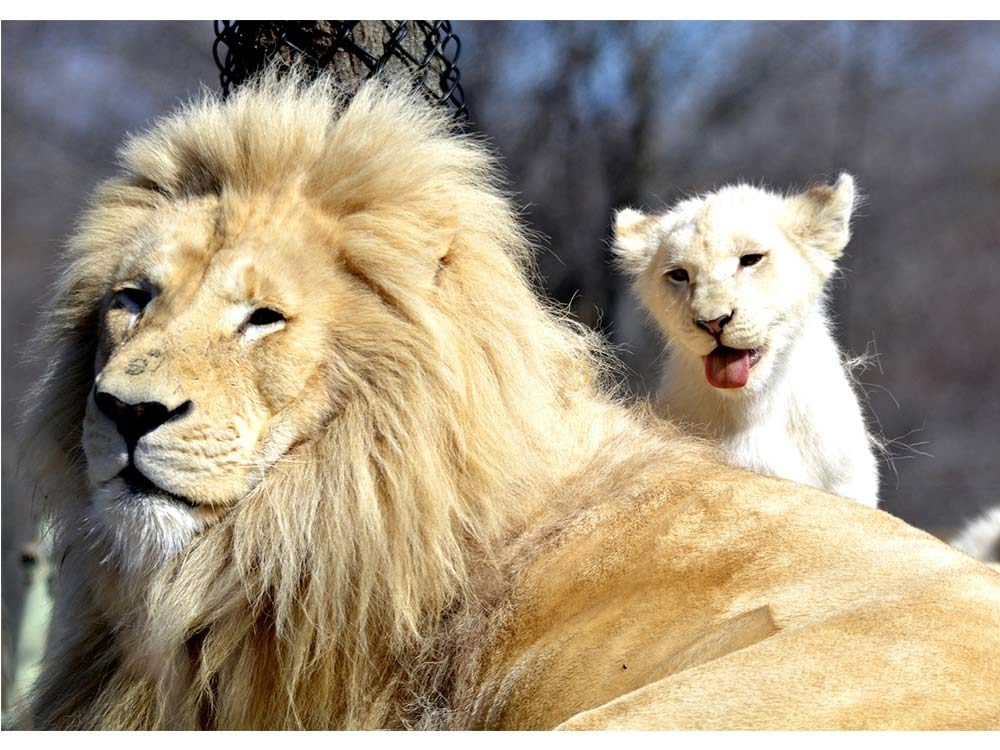 Lion cub and his father