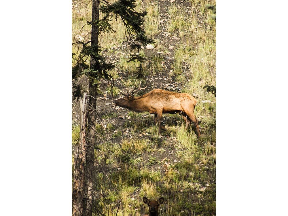Elk in British Columbia