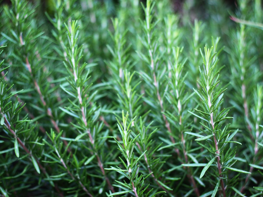 Rosemary is a medicinal herb you can grow