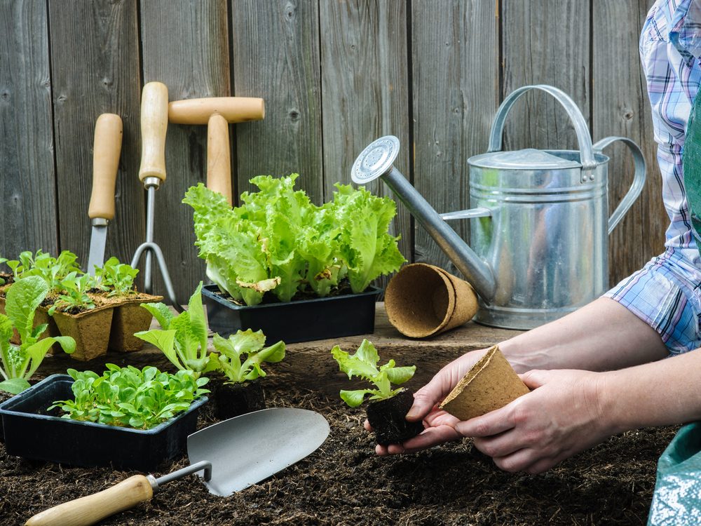 Gardening relieves stress