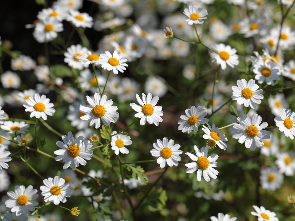Feverfew is a medicinal herb you can grow