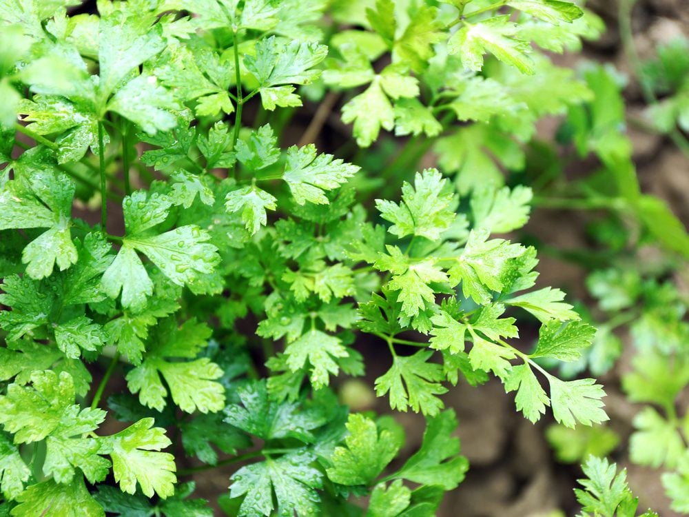 Parsley is a medicinal herb you can grow