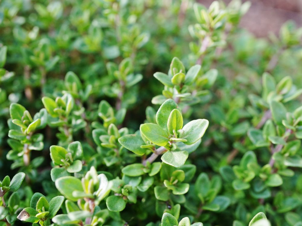 Thyme is a medicinal herb you can grow