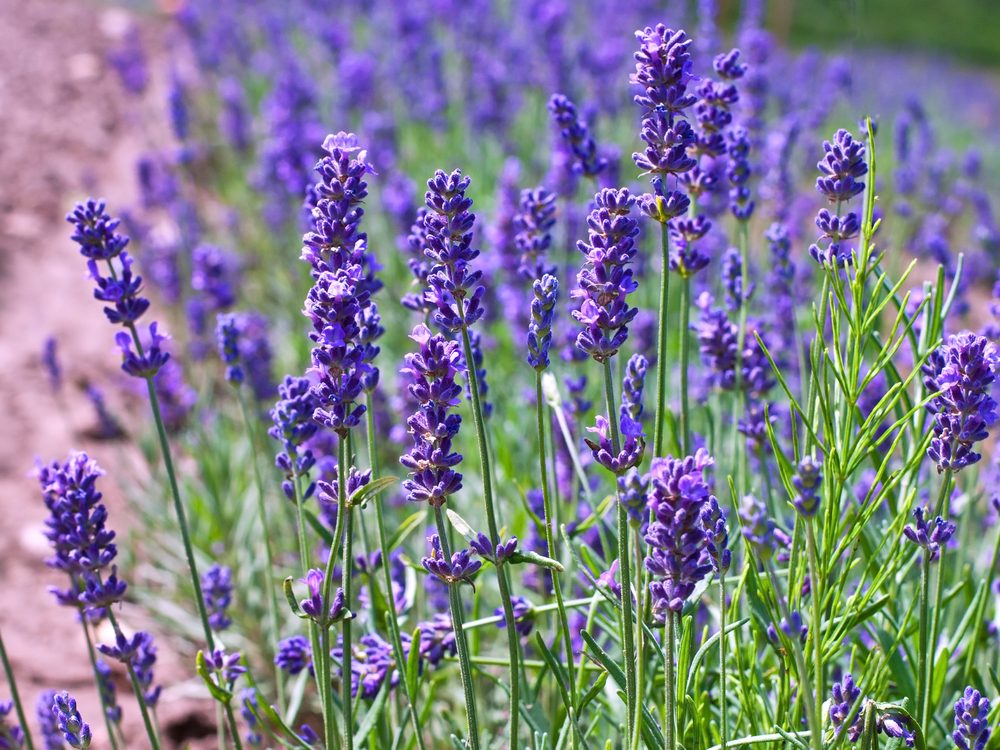 Lavender is a medicinal herb you can grow