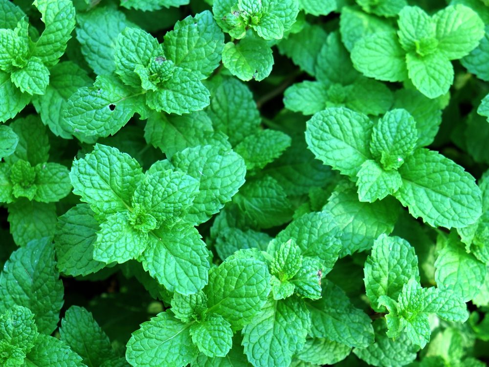 Peppermint is a medicinal herb you can grow