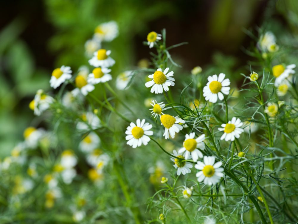 Chamomile is a medicinal herb you can grow